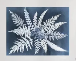 Fern star -juliste, 40 x 50 cm