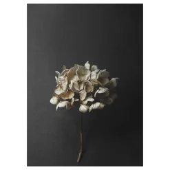 Still Life 04 Hydrangea juliste, 50x70 cm